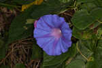 Oceanblue morning-glory